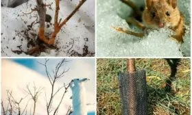 Защита от мороза и грызунов Яблоня Спартан