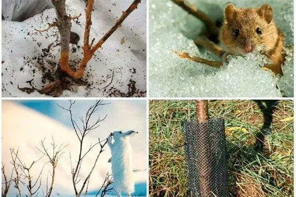 Защита от мороза и грызунов Яблоня Спартан