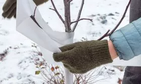 Защита от мороза и вредителей Яблоня Победитель