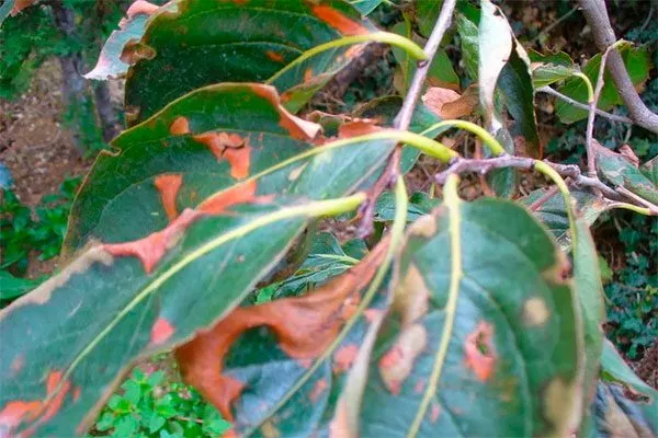 Защита от вредителей и болезней хурмы сосновская