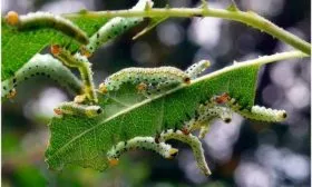 Зелёные гусеницы на яблоне Яблоня Конфетное