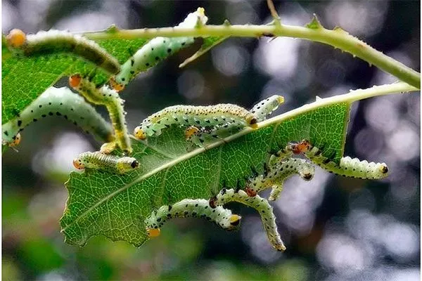 Зелёные гусеницы на яблоне Яблоня Конфетное