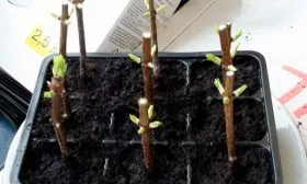 Зелёными черенками без корешков1