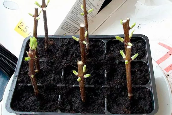 Зелёными черенками без корешков1