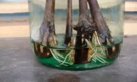 Зелёными черенками с предварительным выращиванием корешков