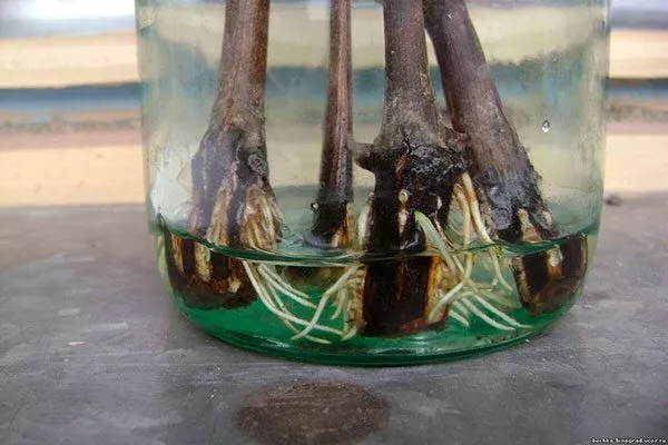 Зелёными черенками с предварительным выращиванием корешков