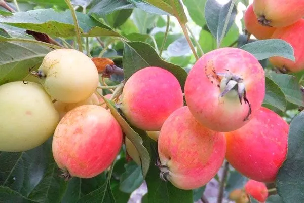 Жебровская ранетка