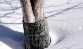 зимовка яблони Хелена2