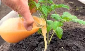 73b41fe8cf8a42c80733812794442923 томаты сорта Лабрадор1