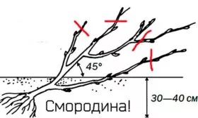 Алгоритм посадки смородины Деликате1