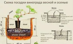 Алгоритм посадки винограда Родина1