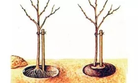 Алгоритм посадки яблони Память Ульянищева1