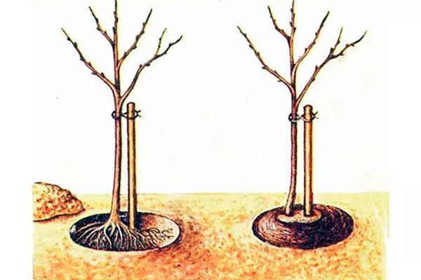 Алгоритм посадки яблони Память Ульянищева1