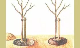 Алгоритм посадки яблони Ветеран2