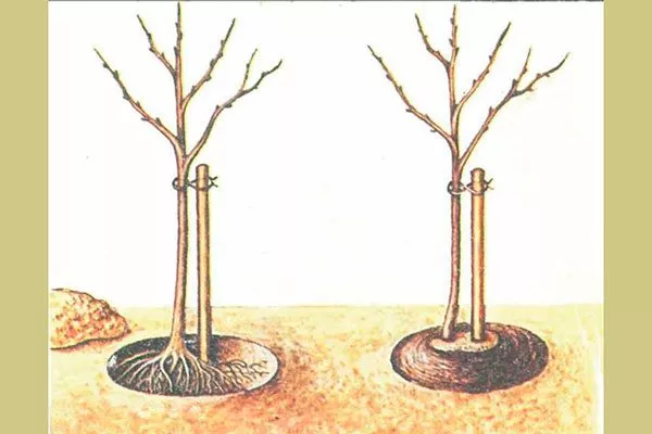 Алгоритм посадки яблони Ветеран2