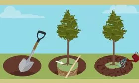 Алгоритм посадки Яблоня Аркад1