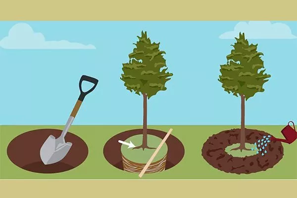 Алгоритм посадки Яблоня Аркад1