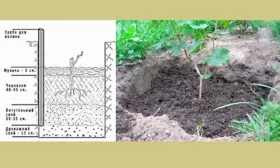 Алгоритм высадки саженцев винограда Августин1