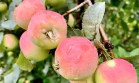 Алтайский голубок яблони Райская1