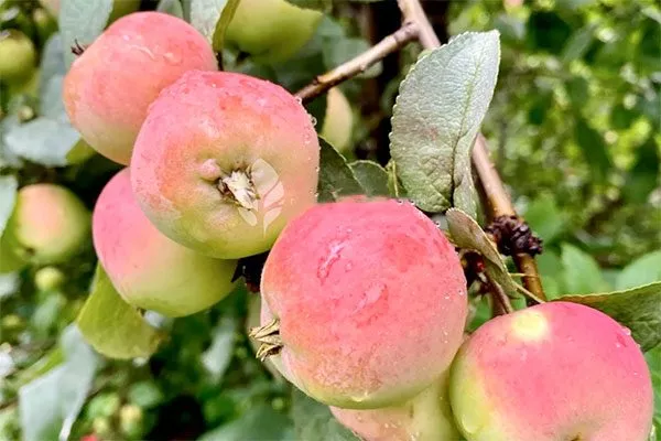 Алтайский голубок яблони Райская1