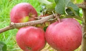 Антей яблони Строевское1