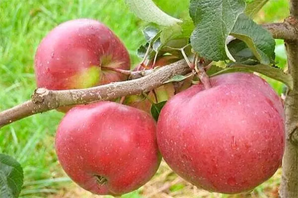 Антей яблони Строевское1