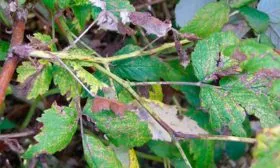 Антракноз малины Кримсон найт1