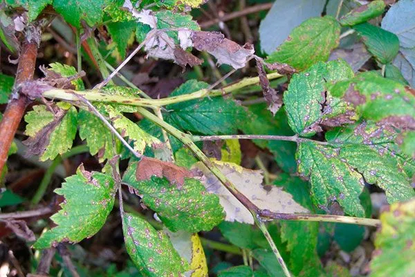Антракноз малины Кримсон найт1