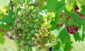 антракнозом винограда Родина2
