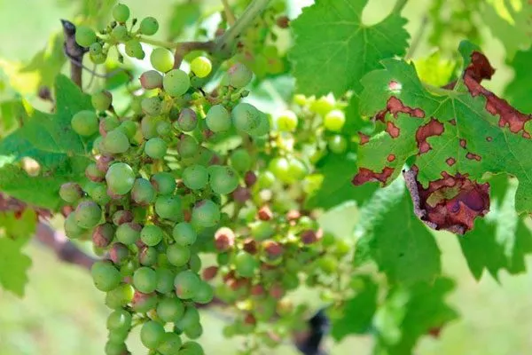 антракнозом винограда Родина2