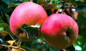 Апорт Александр яблони Апорт1