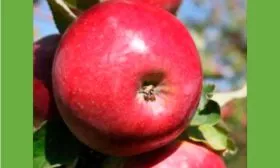 Апорт кроваво-красный яблони Апорт4