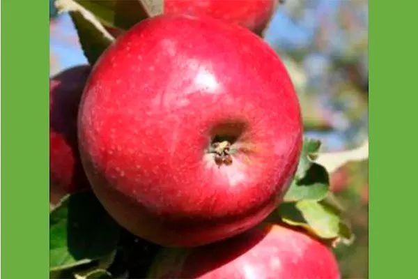 Апорт кроваво-красный яблони Апорт4