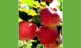 Апорт кубанский яблони Апорт5