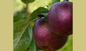 Багрянка яблони Райская2