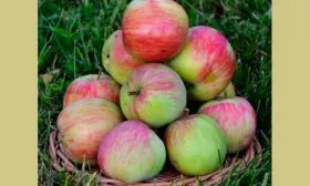 башкирский 1 Яблоня Бельфлёр-китайка1