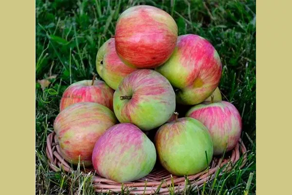 башкирский 1 Яблоня Бельфлёр-китайка1