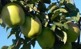 Белорусский_синап