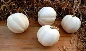 Белый жёлудь (White Acorn) тыквы Акорн1