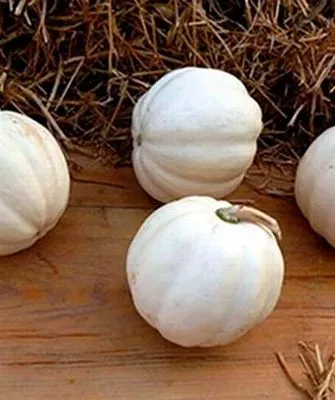 Белый жёлудь (White Acorn) тыквы Акорн1