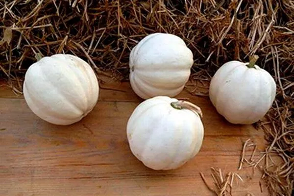 Белый жёлудь (White Acorn) тыквы Акорн1