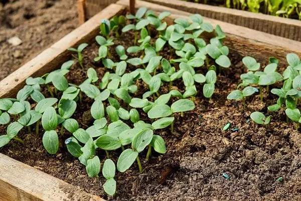 безрассадный огурцов Диригент1