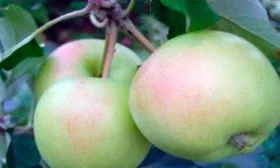 Бирюкова Яблоня Аркад2