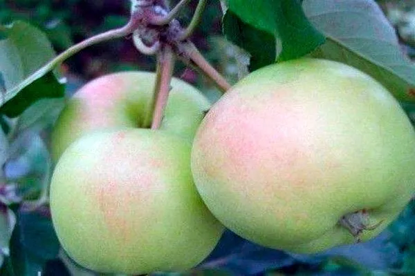 Бирюкова Яблоня Аркад2