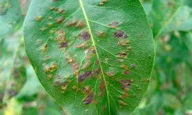 Болезни и вредители груша Санреми1