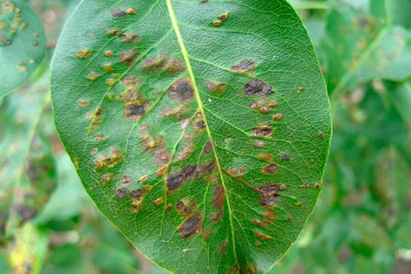 Болезни и вредители груша Санреми1