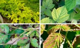 Болезни и вредители малины Малиновая гряда1