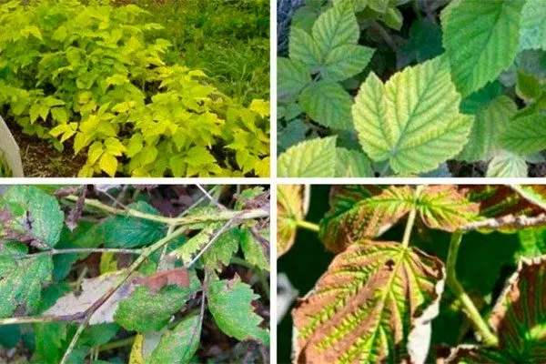 Болезни и вредители малины Малиновая гряда1