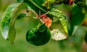 Болезни и вредители, методы борьбы и профилактики яблони Эра1