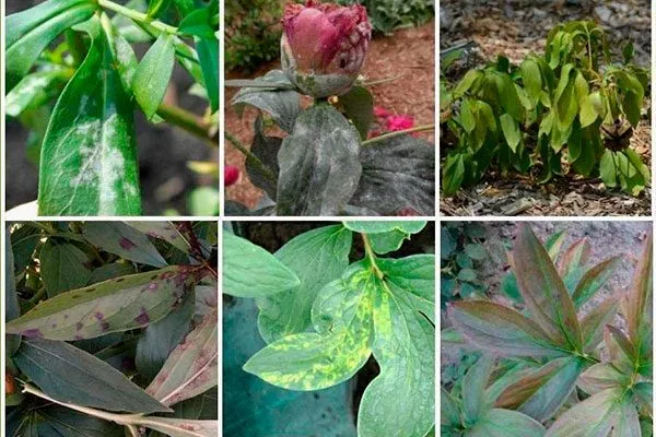 Болезни и вредители пионов Макинак гранд1